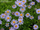 آستر، مینای چینی ,گل مینا, مینای ستاره‌ای,Blue alpine daisy, Rock aster
